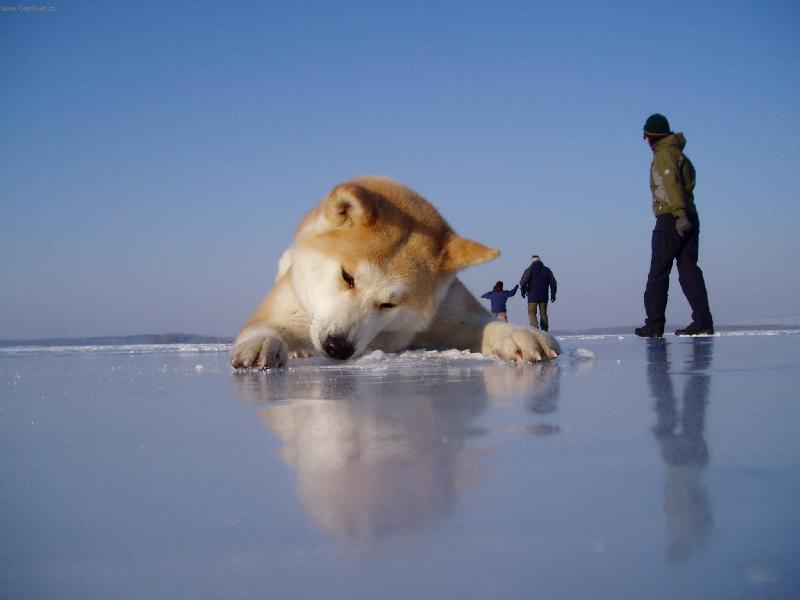 Foto: O-J�Shinju z Bambusov�ho h�je-na�e fenka se zrcadl� v Novoml�nsk�ch n�dr��ch