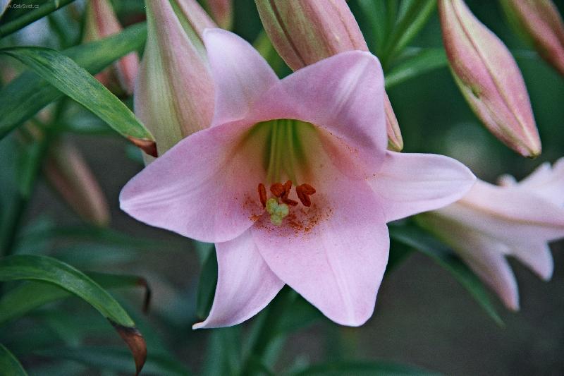 Foto: Lilie v kv�tu