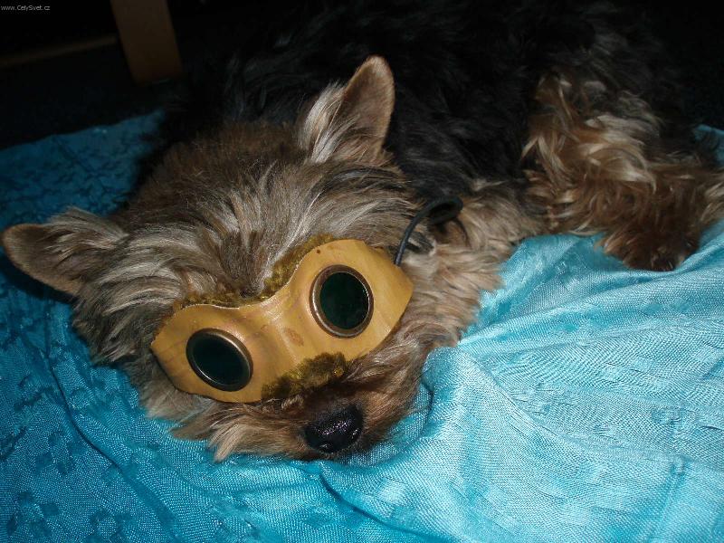 Foto: N� Jim�sek-Kdy� sp�m, nechci b�t ru�en !