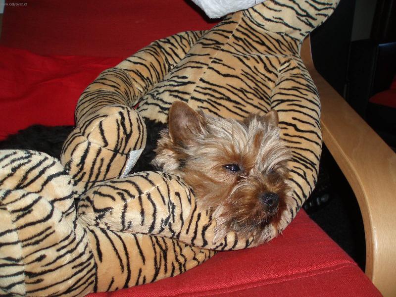 Foto: Tuli, tuli-To je m�j kamar�d, ze kter�ho si ob�as d�l�m pol�t��ek