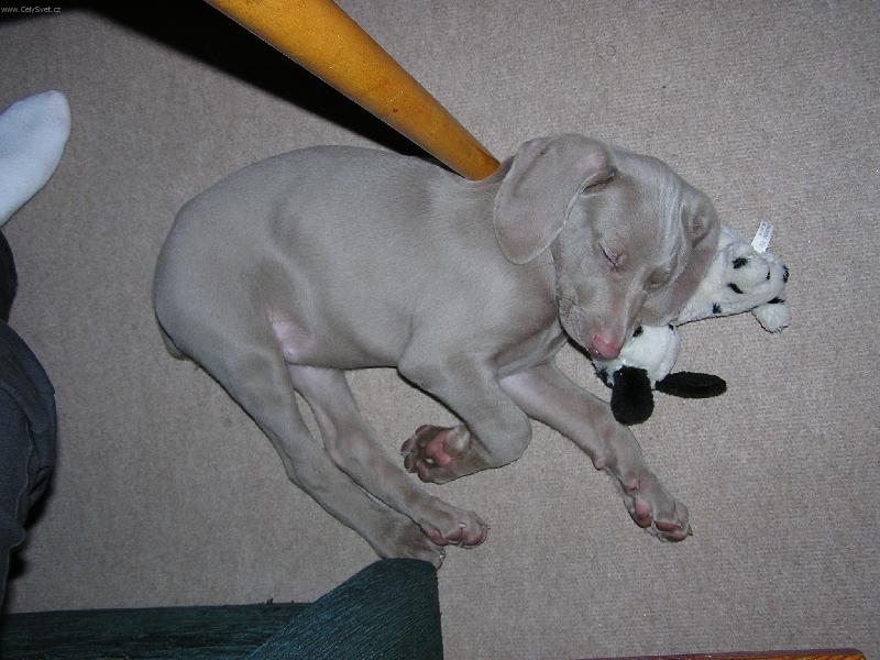 Foto: Sladk� sny.-Jak si kdo ustele, tak si i lehne...