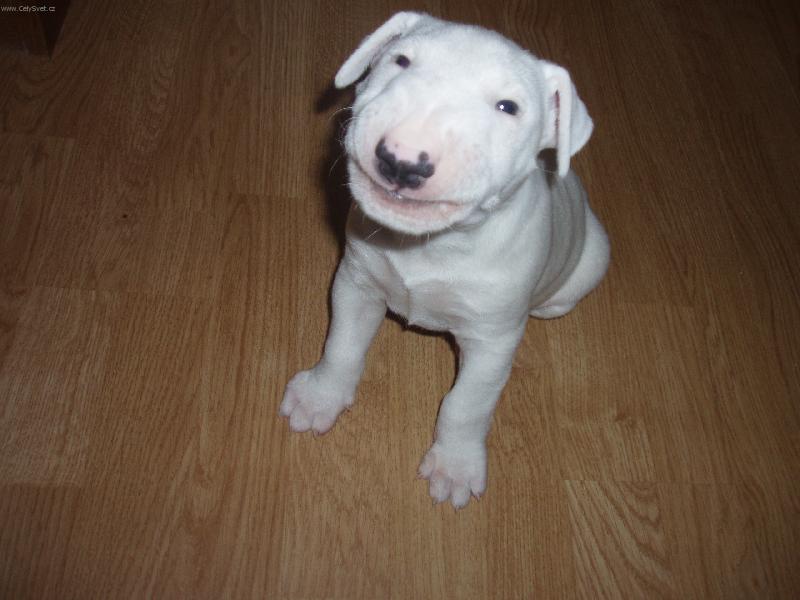 Foto: Je to k sm�chu