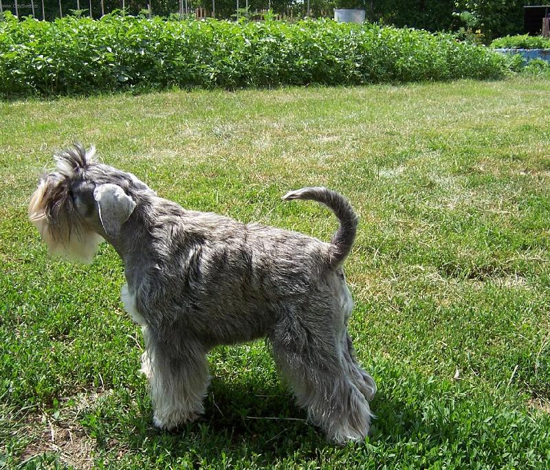 Foto: Haf, haf, j� to tady v�echno ohl�d�m