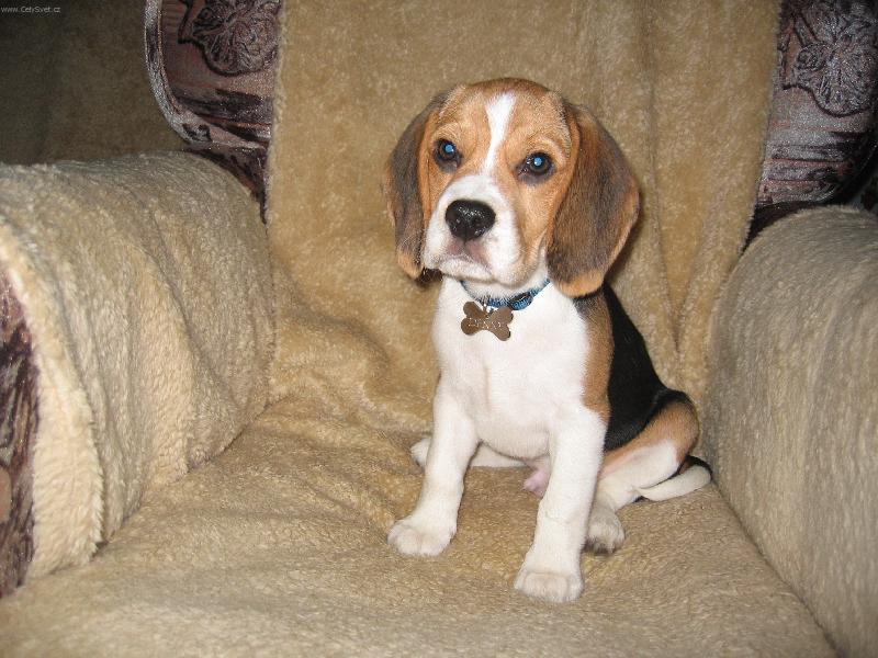 Foto: Prcek Denny-Denny p�i ka�dom�s��n�m focen�