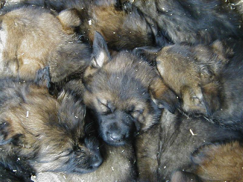 Foto: Ps� DOMINO-miminka ov��k� - CHS - z JENIVE -