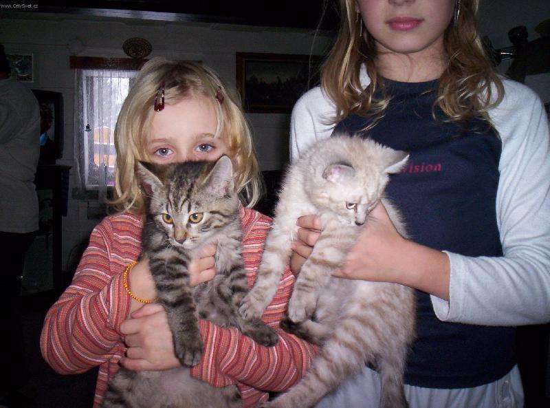 Foto: na�e ko�i�ky-ko�t�tka