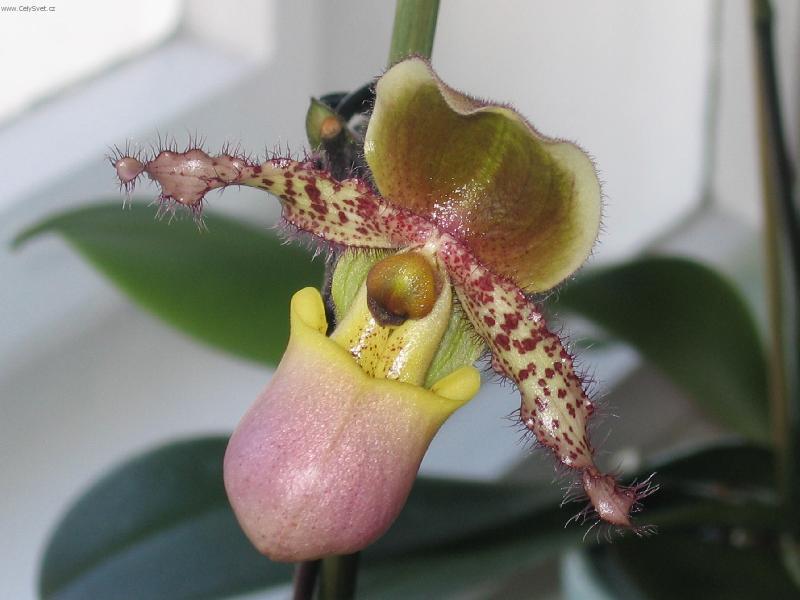 Foto: St�evi�n�kovec