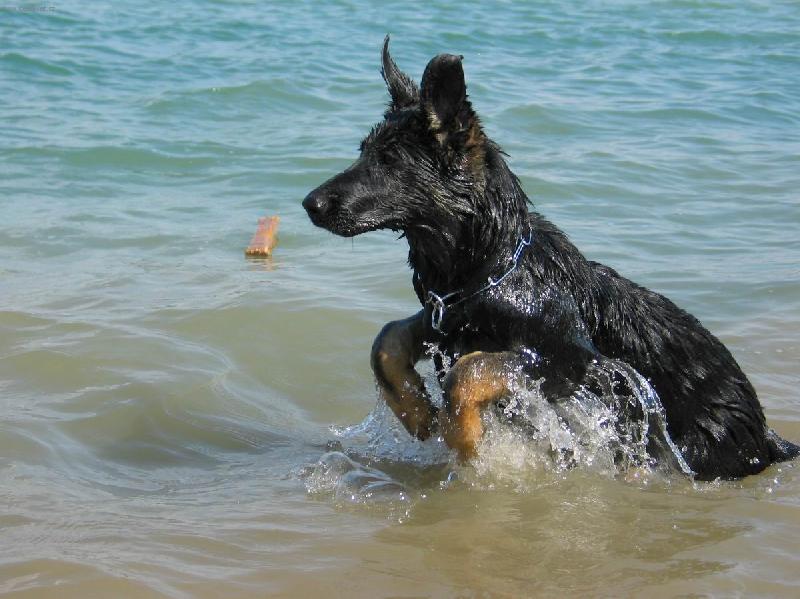 Foto: vydr�,u� plavu-Na�e fenka Dinda je od narozen� vodouch, dokonce ani voda nyn� p�i povodn�ch by ji nevadila