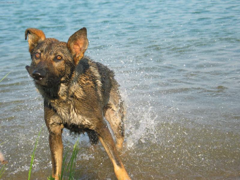 Foto: p��t� u� mi ale neunikne-Na�e fenka lov� ka�eny a pak takto vypad�