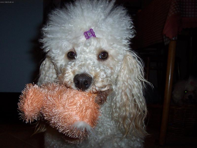 Foto: Pudl�k Dixi-Kdo cht�l p�j�it ply��ka???