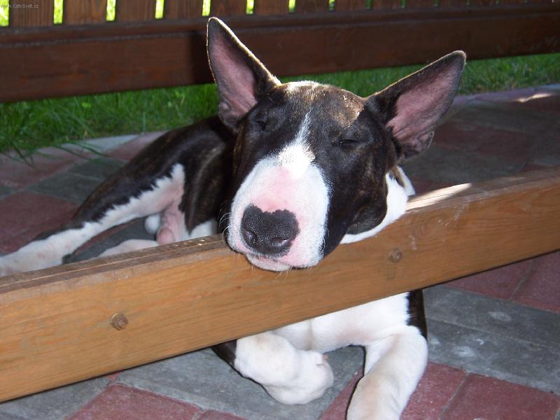 Foto: Velk� �um�k se mus� podep��t-Rocky odpo��v�