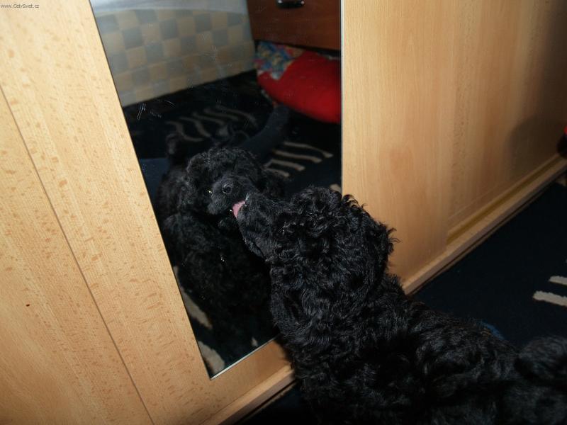 Foto: Kamar�de pojd si se mnou hr�t !!!!!-Sendynka 11 t�dnu se seznamuje se sebou