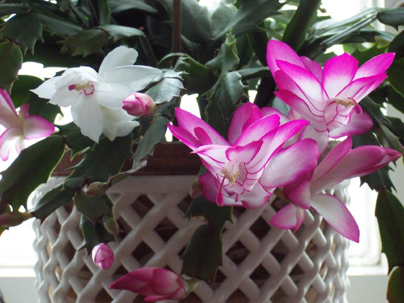 Foto: velikono�n� kaktus