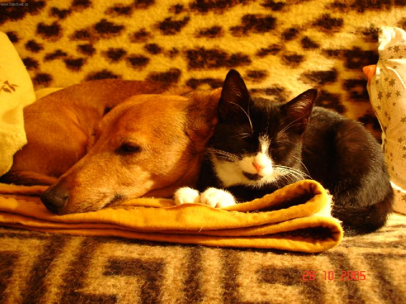 Foto: k�mo�i Brok a Molly