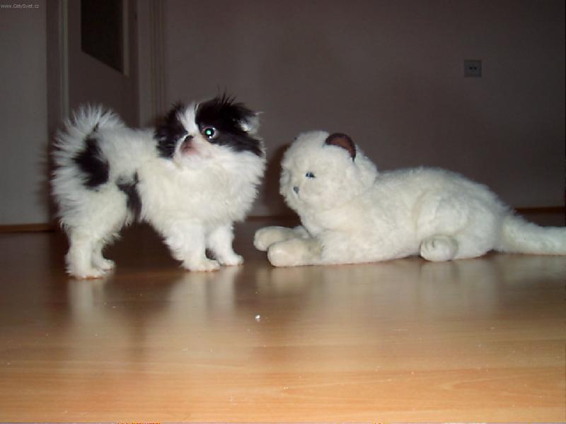 Foto: Kter� je opravdov�?-Ko�ka a Ko�kopes