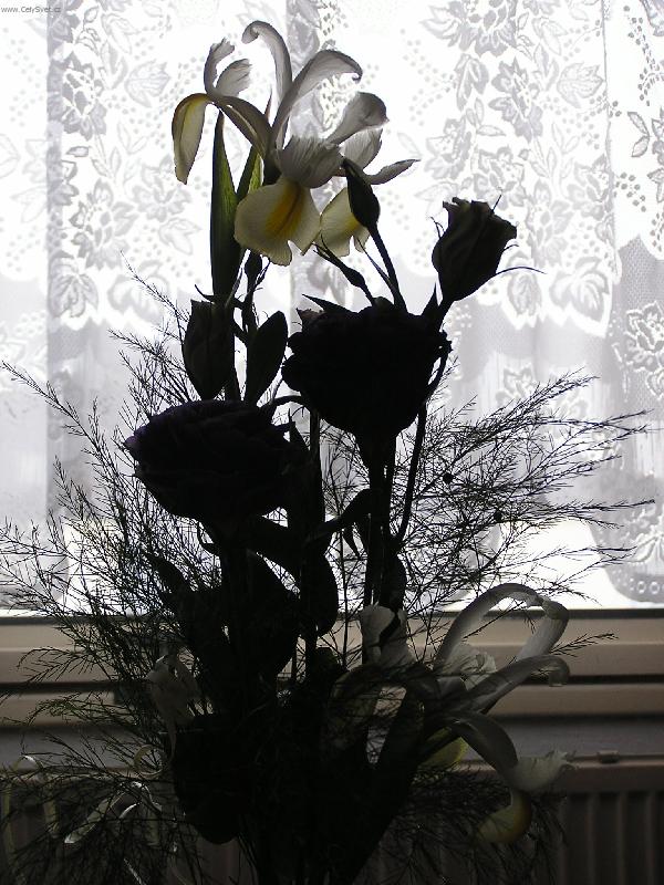 Foto: P�ed oknem-st�nov� kytice?