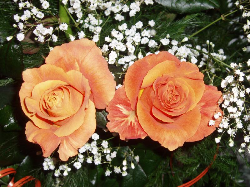 Foto: �ajov� r��e