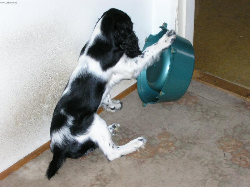 Foto: Sakra, kam jste mi schovali to j�dlo?-Anglick� �pringr�pan�l