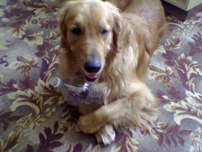 Foto: Falko4-M�am, byla dobr�