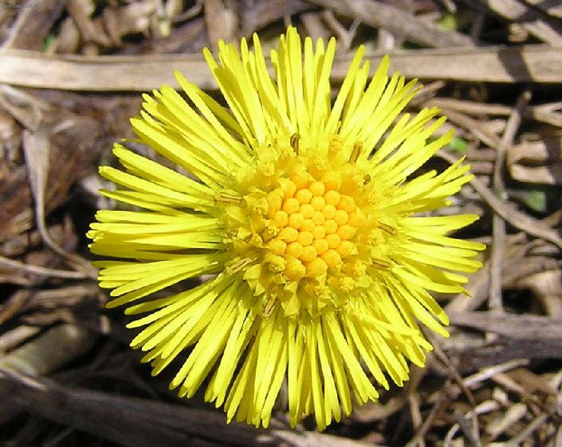 Foto: Kv�t podb�lu - makro-J�sav� jarn� slun��ko v p�d�