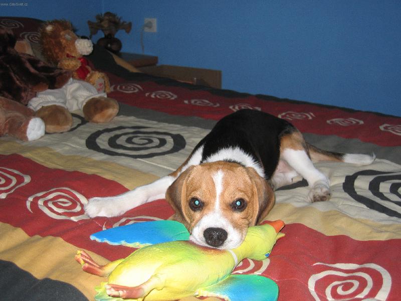 Foto: Denny-Pes loveck� (nebo gau��k?)