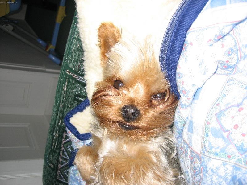 Foto: Chvilka klidu-Dane�ek si u��v� klidu