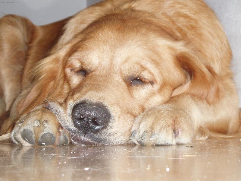 Foto: Bladyn�in n�vod na p�ekon�n� jarn� �navy-Tak takto na�e Bladynka relaxuje po �sp�n�m porodu 11 �t���tek