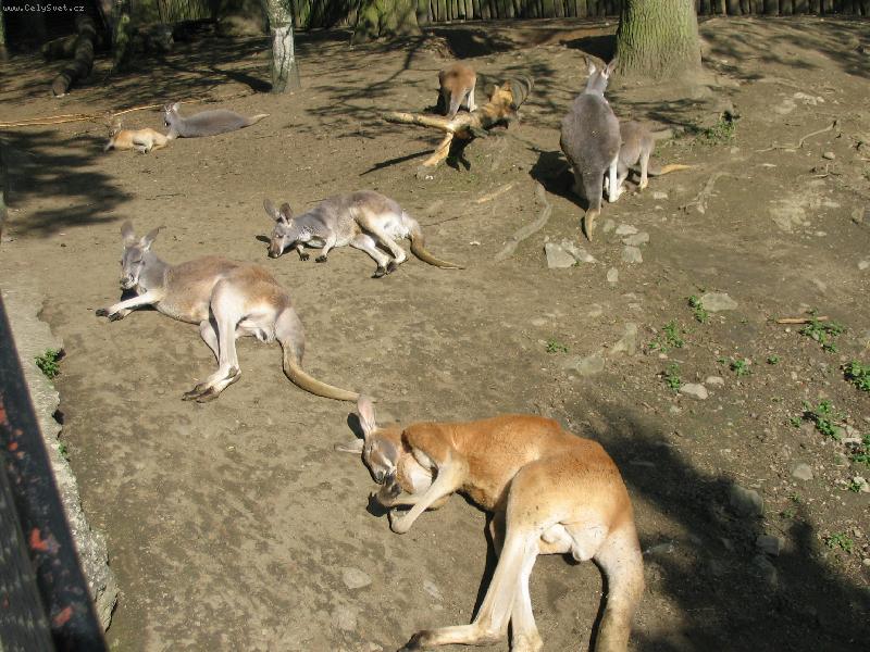 Foto: Relaxace-Tato fotka je vyfocen� v zoo v Jihlav�. JSou tu zde klok�nci, kte�� se vyh��vaj� na slunci a relaxuj�!