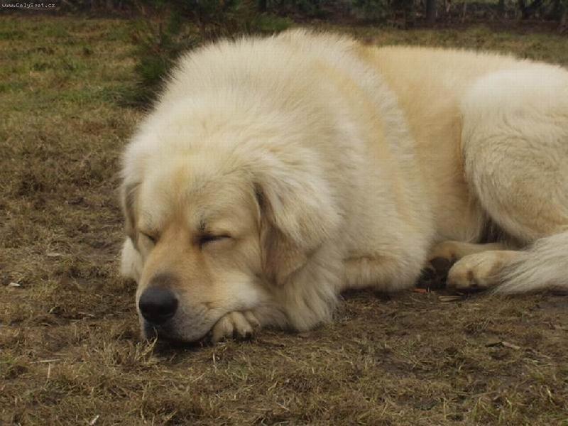 Foto: Sp�c� hl�da�-Tibetsk� doga Apollo