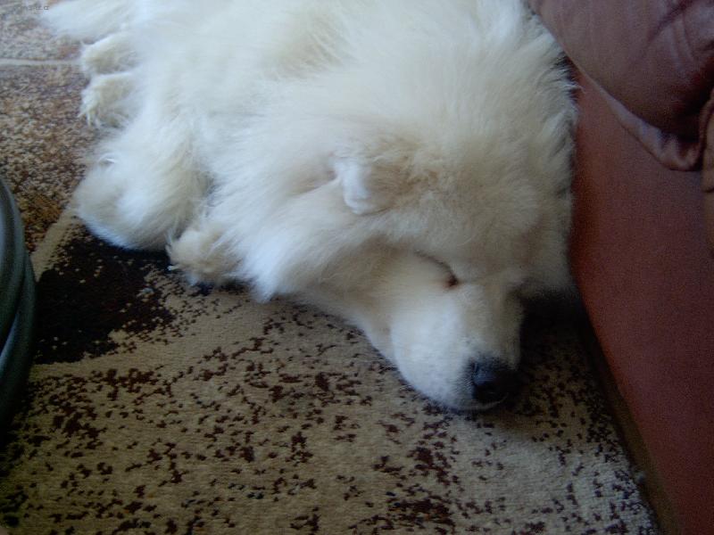 Foto: Bella-Takle sp� n� mazl��ek Bellinka!!! :-D)