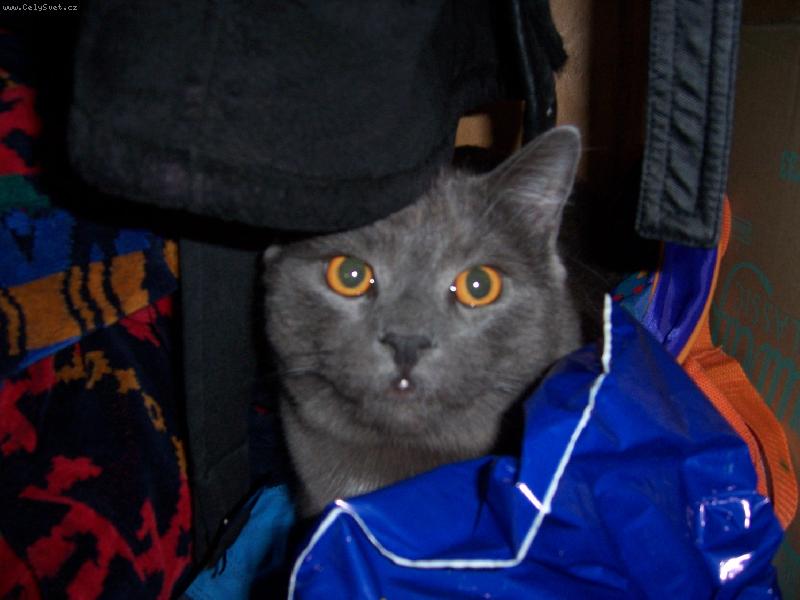 Foto: kartouzsk� svet��k- kocour Valent�n