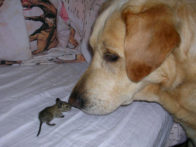 Foto: Ahoj, t�� m�, jmenuji se Sany a jak ��kaj� tob�?-N� Sanou�ek s t�den�m miminkem osm��ka degu