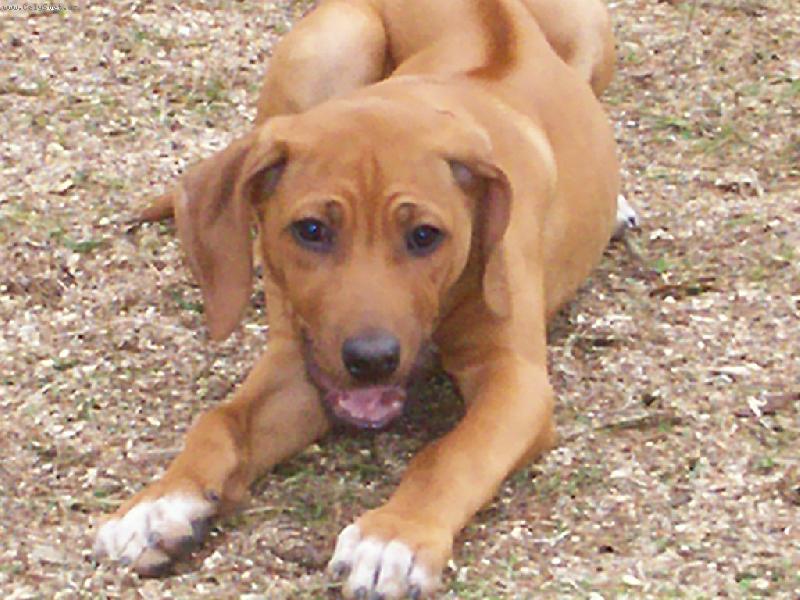 Foto: v�echny zdrav�m-l�o pl�o mal�ho Engu