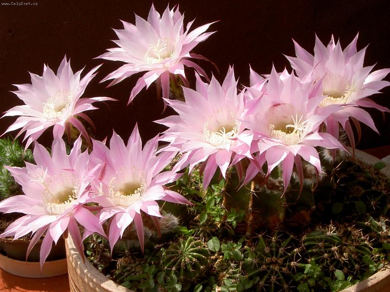 Foto: Exotika na balk�n� v panel�ku-Rostu si tu jenom tak...