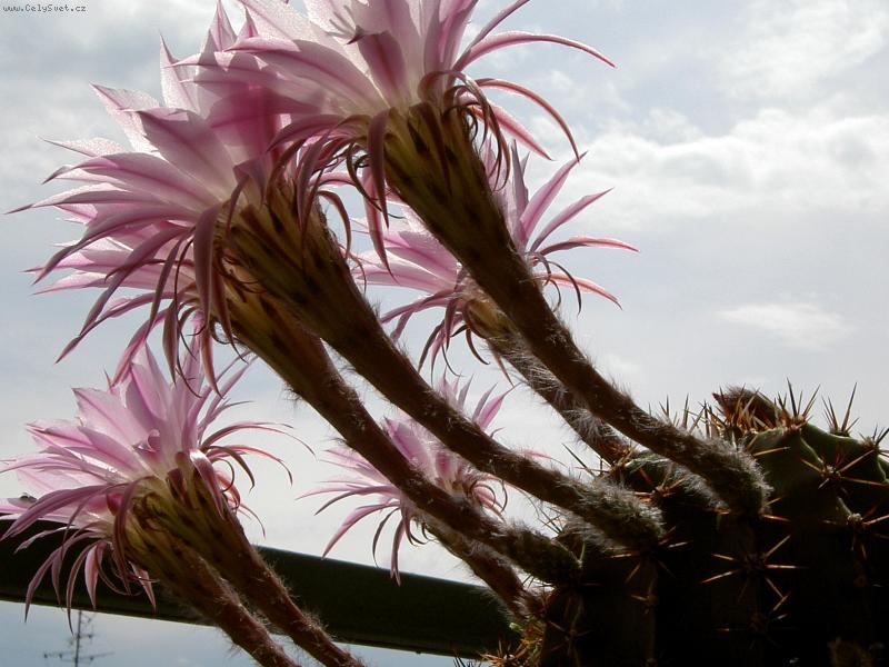 Foto: Je�t� jednou z jidn� strany-R��ovou m�m nejrad�i