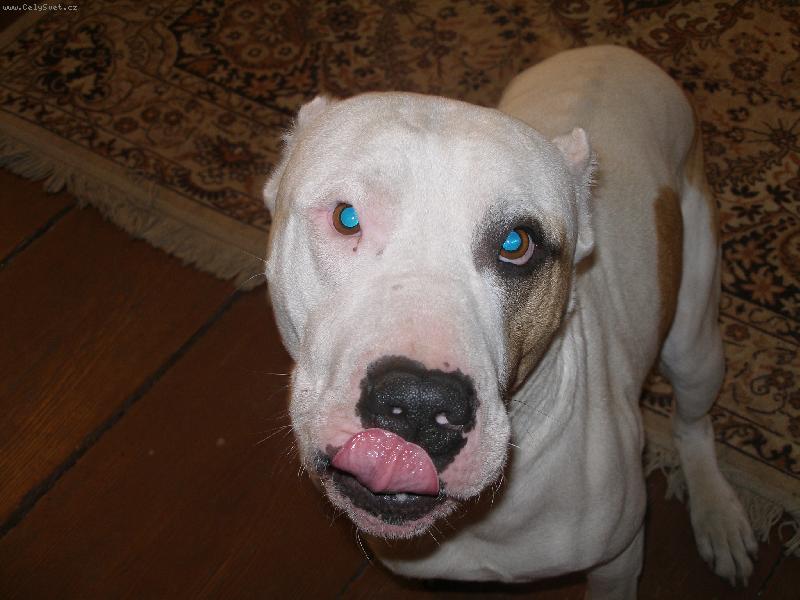 Foto: Tohle je zl� pitbull