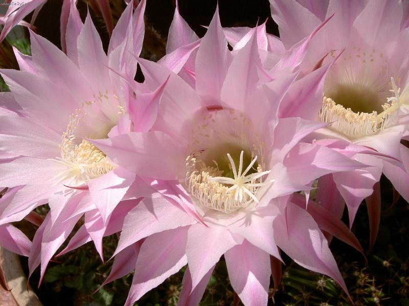 Foto: Jsem zkr�tka krasavec-Do t�etice