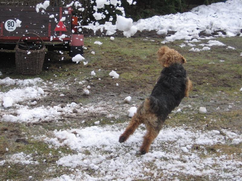 Foto: j� l�t�m!-kdo ��kal �e psi nel�taj�??