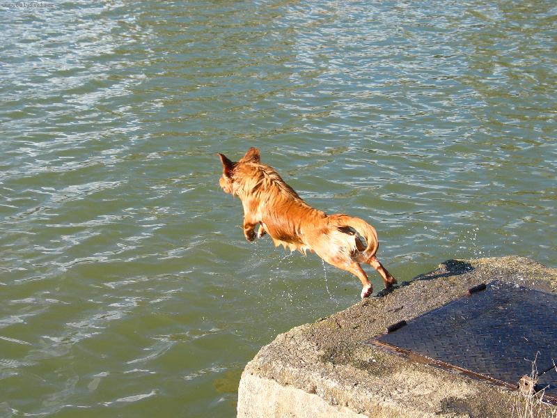 Foto: Pes v pohybu-u� zase sk��u do vody:)