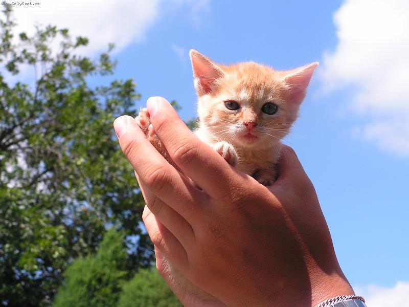 Foto: Hrom�dka ne�t�st�-Mal� kot� spalo v bot�...