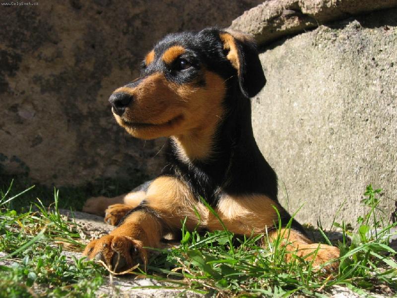 Foto: Brodynka-Na slun��ku je nejl�pe!