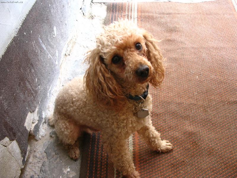 Foto: Typick� ps� pohled