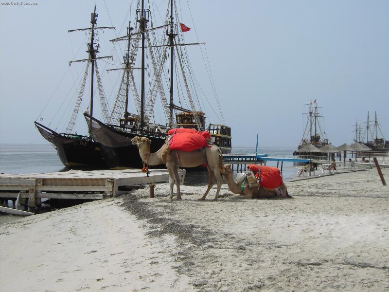 Foto: Velbloudi-Pohled na velbloudy v z�ti�� s lod�mi