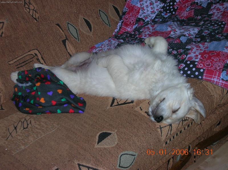 Foto: 8-mi t�denn� mimino-po dobr�m j�dle kvalitn� odpo�inek