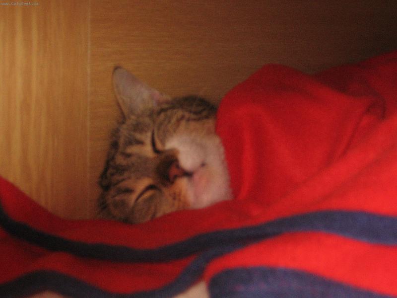 Foto: Lilina-povale�