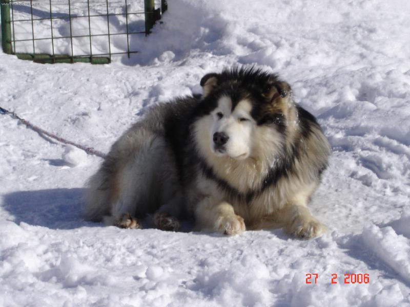 Foto: Ledn� medv�dek-V�ude dob�e, na sn�hu nejl�pe