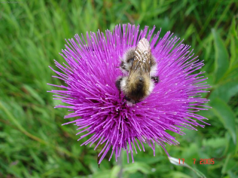 Foto: Bodl�k-Mnam,to je dobrota:))