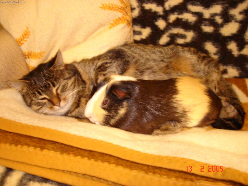 Foto: T�nka a Fidorka-Jsem jako jej� kot�tko,dokonce m� i �ist� ko��ek