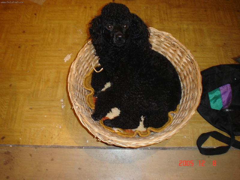 Foto: n� Tom��ek-dejte mi pokoj odpo��v�m!