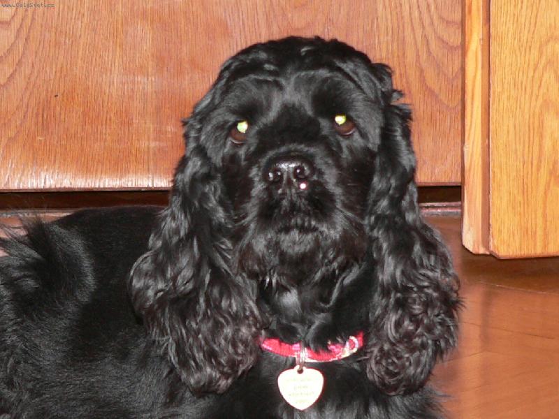 Foto: Am�lka-Ta m� kukadla